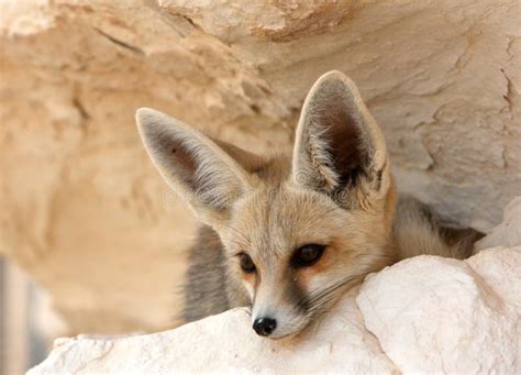 A Desert Fox in Egypt stock photo. Image of mammal, wildlife - 28644588