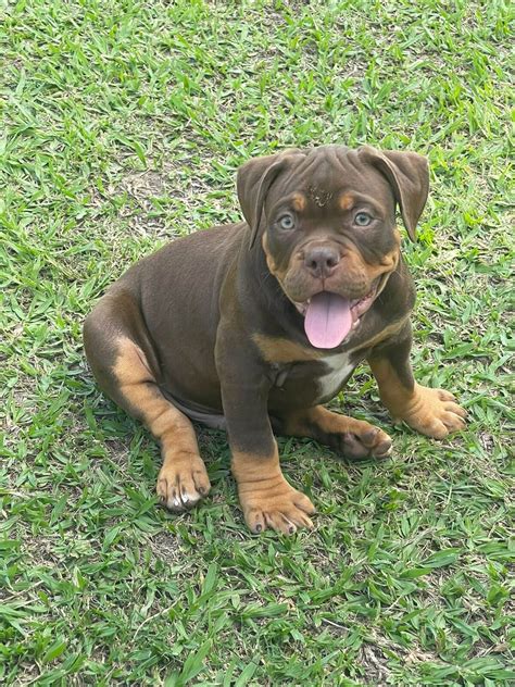 Filhotes American Bully S