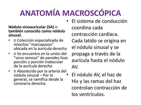 Histolog A Del Coraz N Daniela Espinosa Udocz