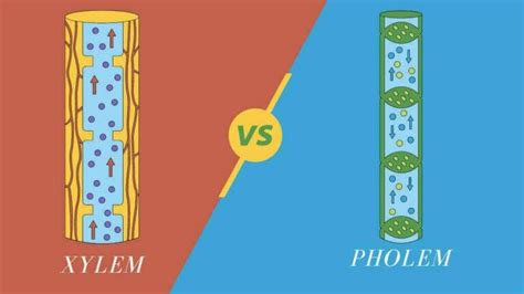 What Is The Difference Between Xylem And Phloem?