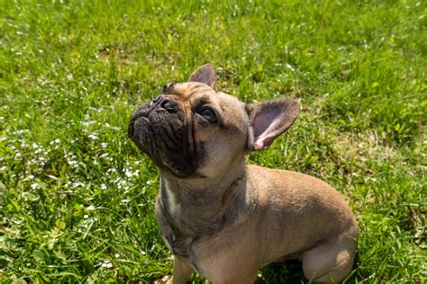 About The Breed: French Bulldog | Highland Canine Training
