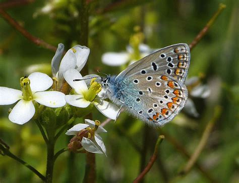 Mariposas Y Libélulas En El Relleu Noticias De