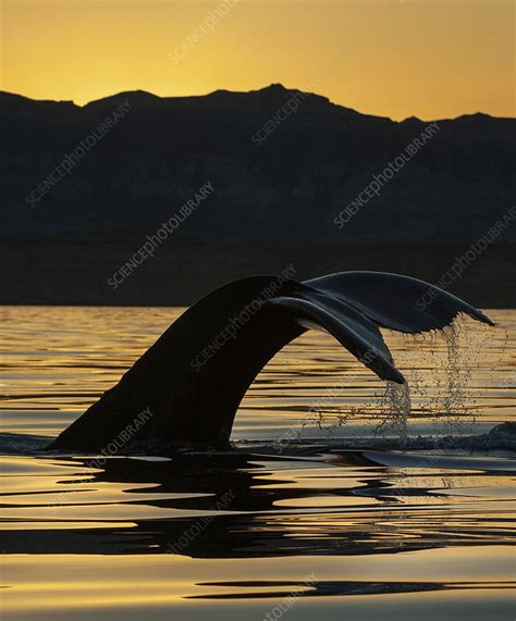 Humpback whale flukes - Stock Image - C046/8102 - Science Photo Library