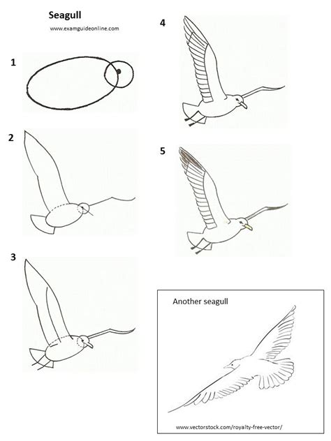 How To Draw A Seagull In Flight Bird Drawings Drawing Lessons Bird Art