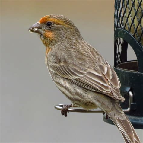 Orange Variant Male House Finch Feederwatch