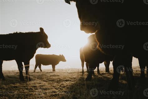 Cow Pasture Stock Photos, Images and Backgrounds for Free Download