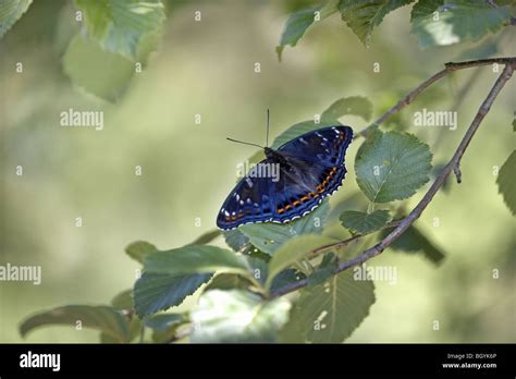 Poplar Admiral Limenitis Populi Bulgaria Stock Photo Alamy