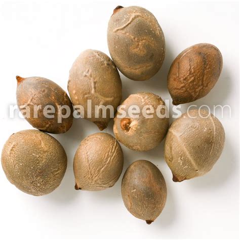 Hyophorbe lagenicaulis – Bottle Palm – Buy seeds at rarepalmseeds.com