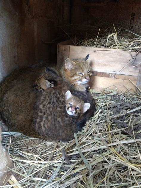 Gato Palheiro Aquece Filhotes Em Madrugada Recorde De Frio Em