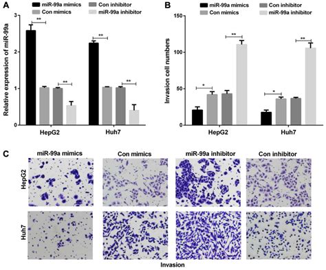 MiRNA 99a Inhibits Cell Invasion And Migration In Liver Cancer By