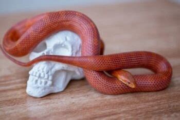 Feeding Your Corn Snake Reptifiles Corn Snake Care Guide Atelier