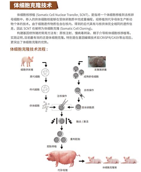 实验用巴马猪 基因编辑猪 江苏艾菱菲生物科技有限公司