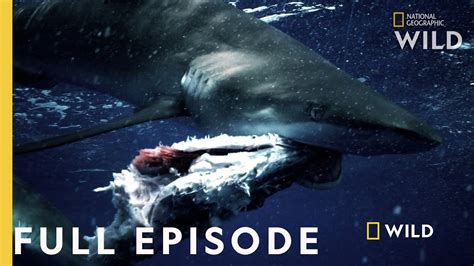 Shark Vs Tuna Full Episode National Geographic Youtube