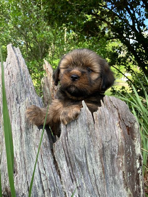 Lhasa Apso Puppies For Sale