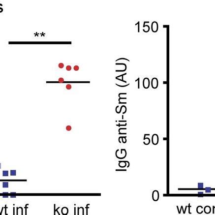 Mcmv Infected Siglec H Ko Mice Develop A Severe Lupus Like Phenotype