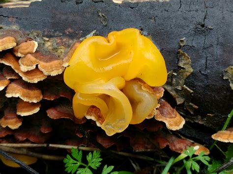 Golden Ear Jelly Fungi Of The Pacific Northwest Biodiversity All