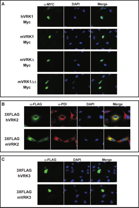 Subcellular Localization Of Transiently Expressed VRKs BSC40 Cells