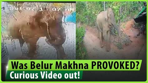 A Curious Video Shows People Running Towards Wild Elephant Belur Makhna