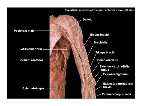 Triceps Brachii And Biceps Brachii