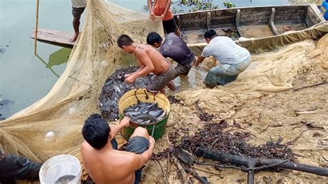 Catching Fish With Net Amazing Net Fishing In The River বাংলাদেশী