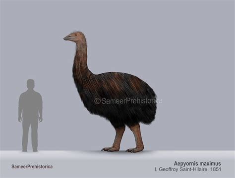 Aepyornis Size by SameerPrehistorica on DeviantArt