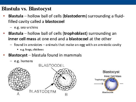 Lecture Presentations For Campbell Biology Ninth Edition Jane