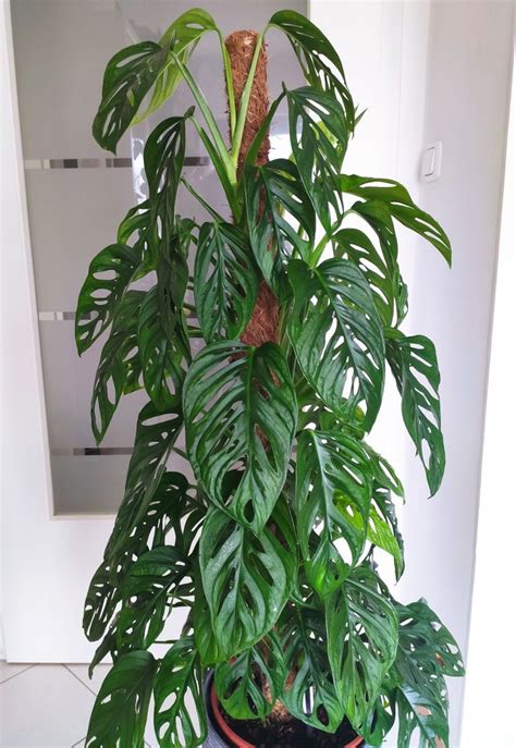 Monstera Monkey Leaf Rankhilfe Erste Hilfe