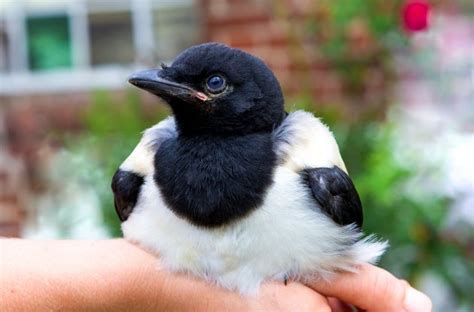 Magpie As a Pet - What You Need to Know! | Pet Comments