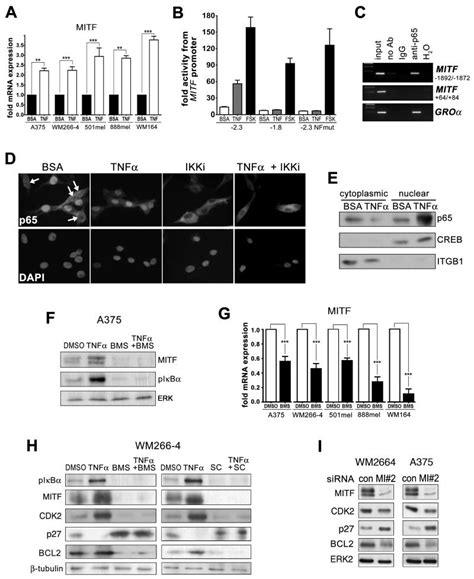 The Immune Microenvironment Confers Resistance To Map Kinase Pathway Inhibitors Through