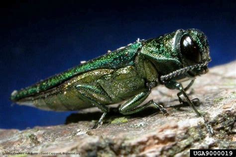Emerald Ash Borer Invasive Species Council Of British Columbia