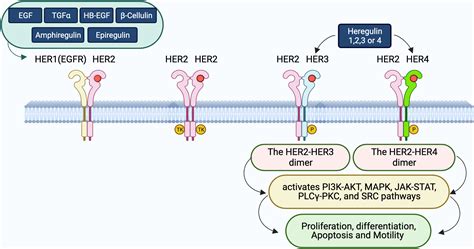 Frontiers Targeting Her To Overcome Egfr Tki Resistance In Nsclc