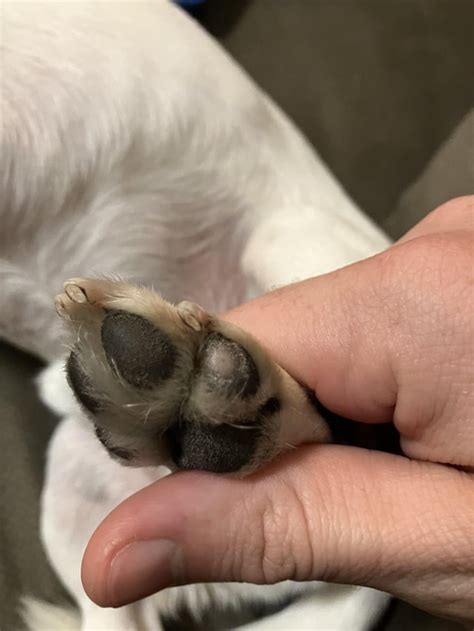 Anyone Know What These Spots Are On Dogs Paw Pads Rdogcare