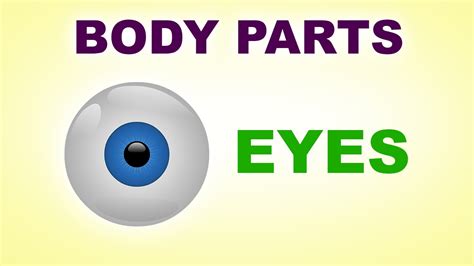 Eyes Human Body Parts Pre School Know Your Body Animated Videos