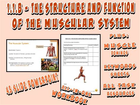 Ocr Gcse Pe B The Structure And Function Of The