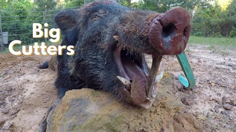 Boar With Big Cutters Hog Trapping The Pocket Drag Game Changer