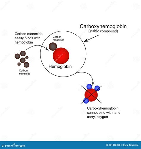 Hemoglobin Oxygen