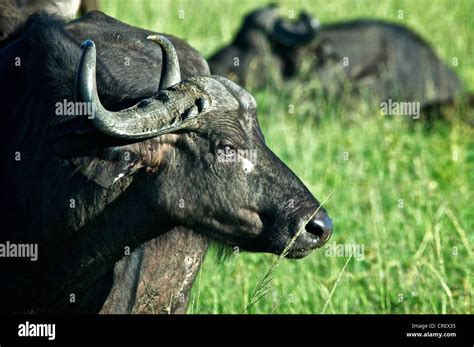 Water Buffalo Masai Mara Kenya Stock Photo Alamy