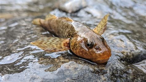 Million Year Old Fish Feared Extinct Filmed In Romanian River The