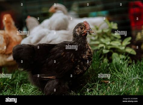 Pekin Bantam Chicks Pets in the Back Garden Stock Photo - Alamy