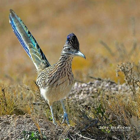New Mexico Road Runner