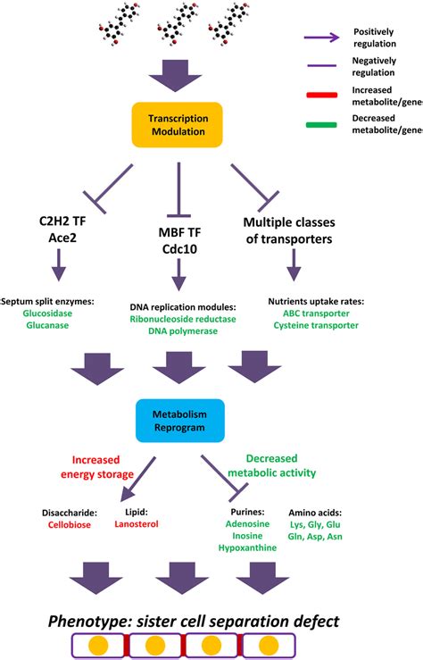 The Mode Of Action Of Resveratrol S Anti Proliferative Activity In