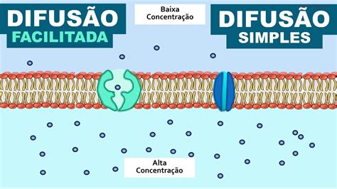 Transporte pela Membrana Difusão e Osmose YouTube