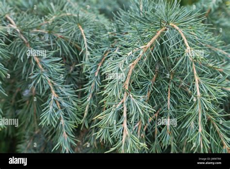 Himalayan Cedar Cedrus Deodara Feelin Blue Stock Photo Alamy