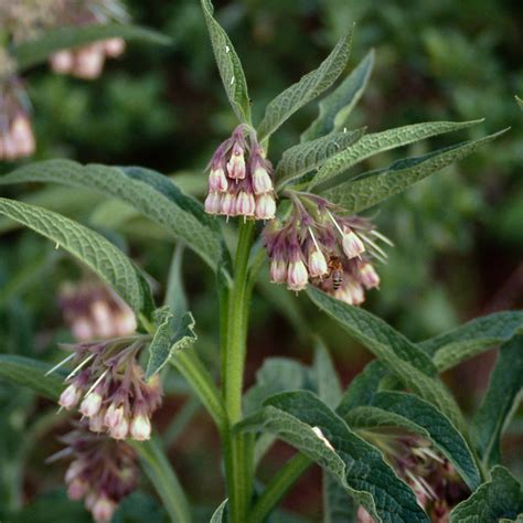 Comfrey Plant Medicinal Uses