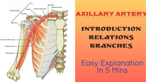 Axillary Artery Introduction Relations Branches Upper Limb A Medicos Notes Youtube