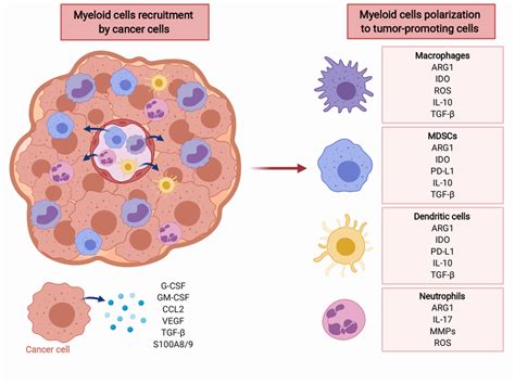 Tumor Microenvironmental Influences On Dendritic Cell And T Cell