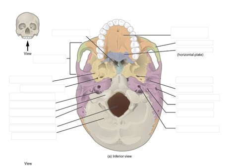 Axial Skeleton Diagram Quizlet