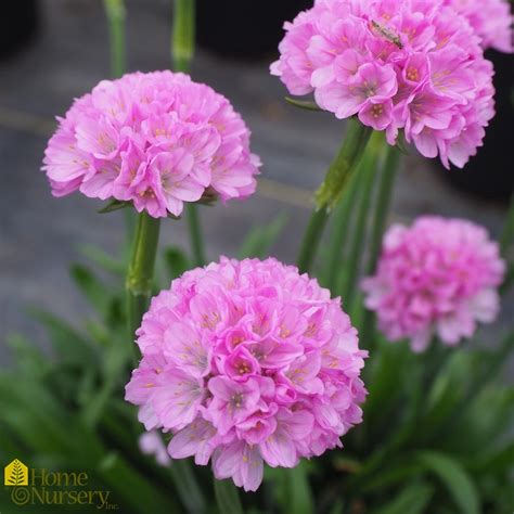 Armeria Pseudarmeria Dreameria® Sweet Dreams Thrift From Home Nursery