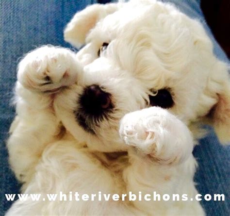 Akc Bichon Frise Puppies For Sale Ready For Christmas