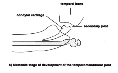 Mandible Tmj Bone Modeling Flashcards Quizlet